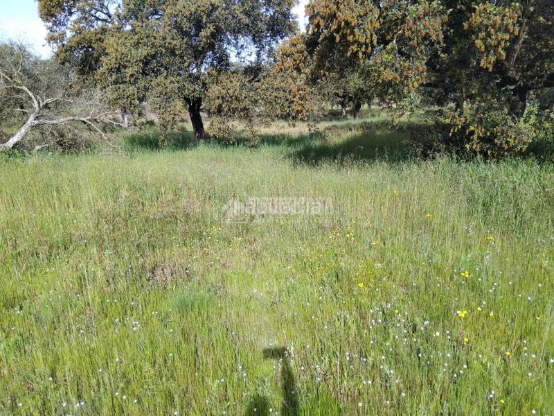 Foto f5ec5dce-2b59-4664-bc90-e29338a99107. Finca rústica a Las Vaguadas Badajoz