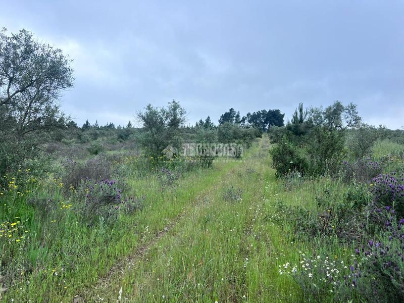 Foto 07b44a62-1fc0-4661-84ed-c4db7b1a0489. Bauernhof in Puebla de Obando