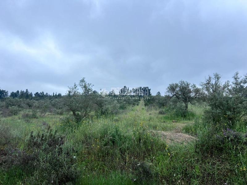 Foto a2d0b49f-73a9-4703-ad29-225999ff5c03. Bauernhof in Puebla de Obando