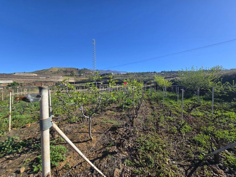 Foto 55be04a0-470f-4601-aaec-81cec427c410. Finca rústica a Vilaflor