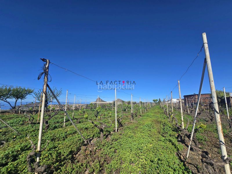 Foto 81cf3566-1b8d-4831-ac7f-635fbc1b723f. Finca rústica a Vilaflor