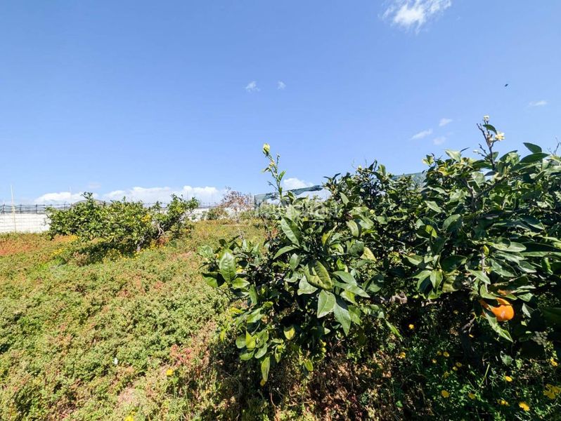 Foto b7c690bc-4134-4102-b5e5-b46570736060. Finca rústica terrenos en venta en Callejón del Castillo - El Calero - Las Huesas Telde