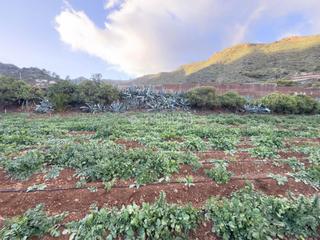 Finca rstica en Valsequillo de Gran Canaria. Terrenos en venta en valsequillo de gran canaria