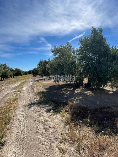 Foto 005f7e3d-9c1d-4287-a340-8e1e713595bf. Finca rústica a Lupión