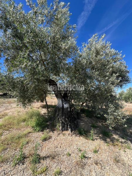 Foto 8a79b8c2-d030-4564-a6a1-7f5688788ee3. Finca rústica a Lupión