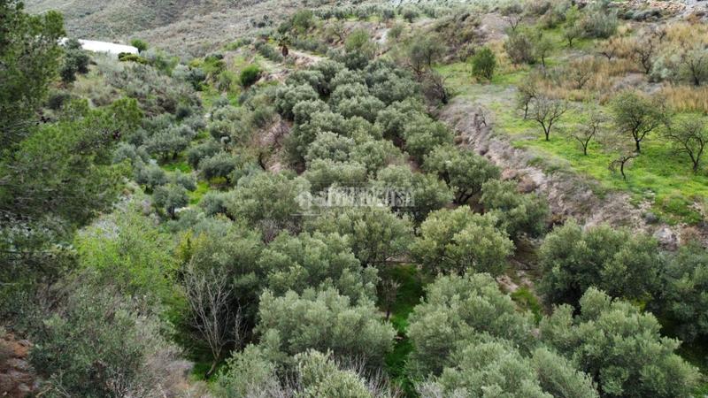 Foto 4dd41d6e-b9ac-4582-8cb1-c2a29eb9a929. Rural plot in Motril ciudad Motril