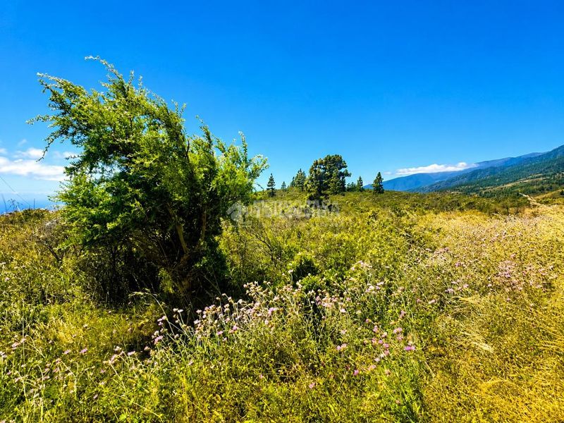 Foto 544b9162-f724-4d97-a1a9-cd808ebbb1da. Finca rústica a Machado - Las Barreras Rosario (El)