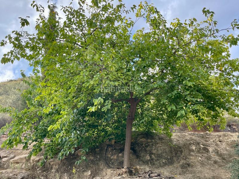 Foto a1de257b-da3b-482b-a1c9-93d48c0ce1e8. Landgut in Turre