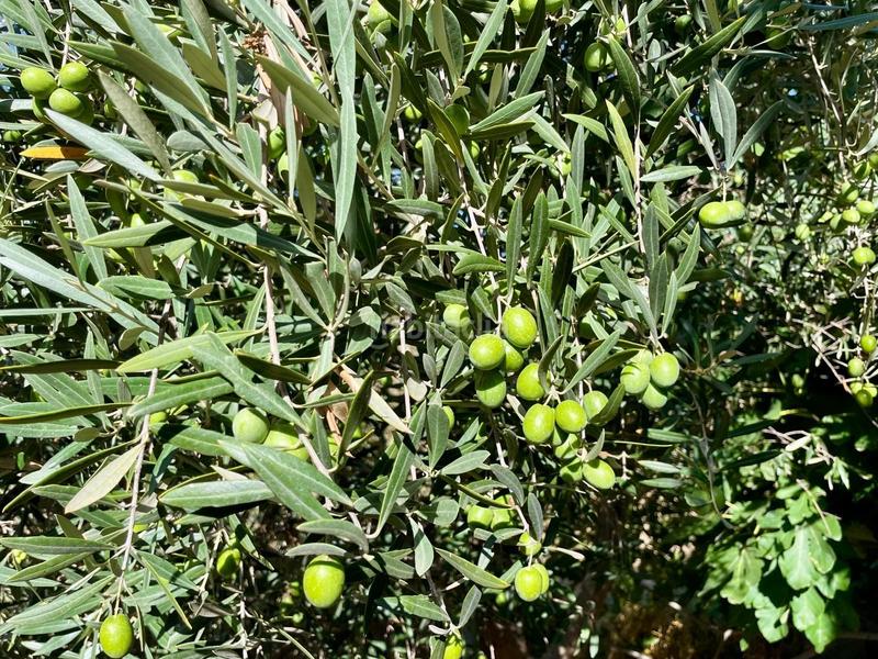 Foto 27f20abf-7de5-4a3f-8b48-16cfa6215f06. Masía cortijo reformado con encanto en Arboleas