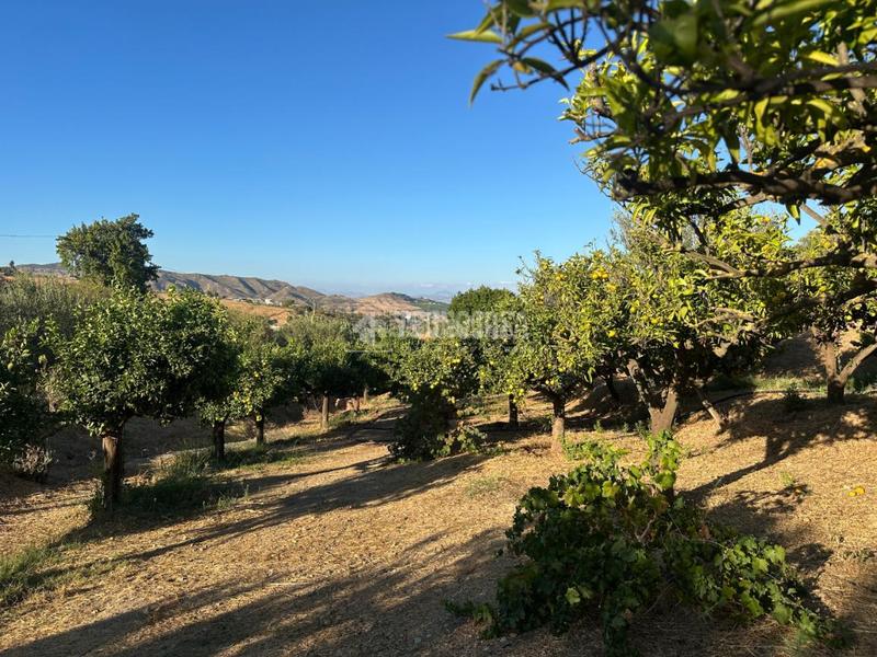 Foto 8c442676-4b7b-40b1-9ae0-b38f03953b50. Fondo rustico in Buenavista-Lauro Golf Alhaurín de la Torre