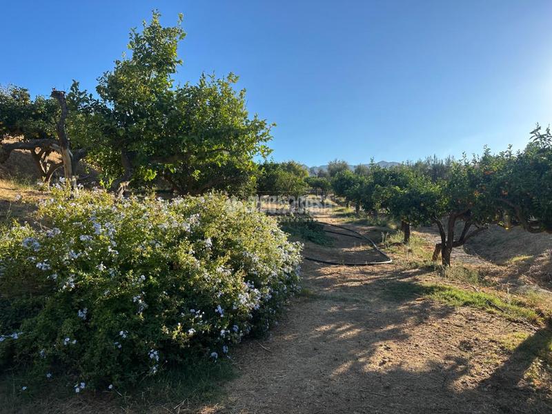 Foto a56f97d8-f2e3-4c70-9217-22b9b2eab8c9. Fondo rustico in Buenavista-Lauro Golf Alhaurín de la Torre