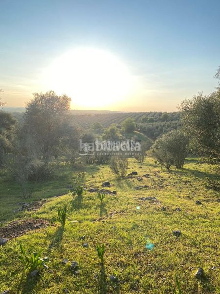 Foto 7145841b-8892-4906-a6e1-48844dfa9447. Finca rústica a Sur Mérida