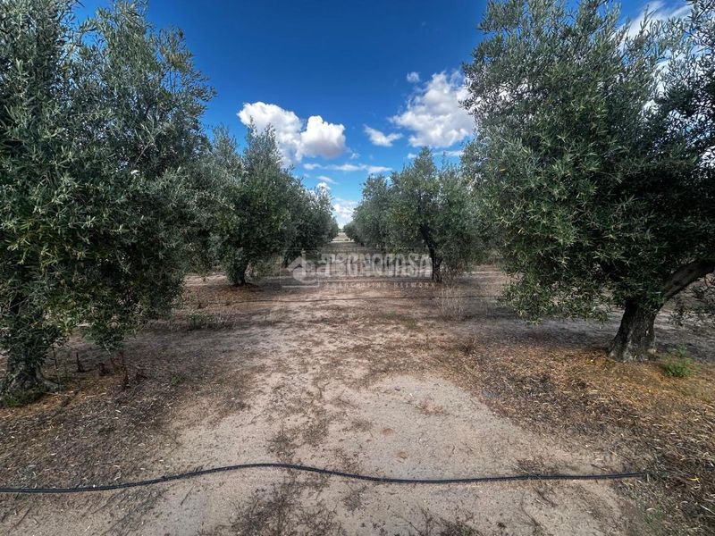 Foto 8d99168f-9a9c-4ad0-99b9-1e6647ef5751. Finca rústica a Guareña