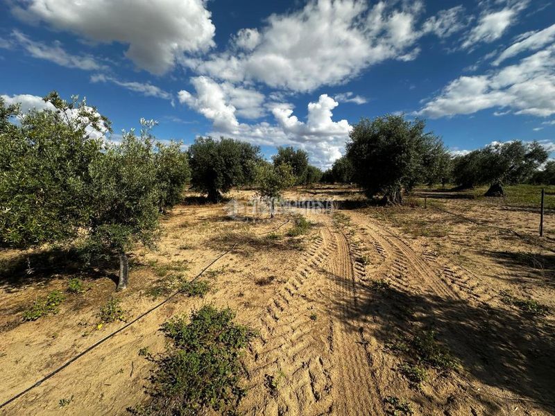 Foto f724a20a-85d4-403c-9342-f60a8960328e. Finca rústica a Guareña