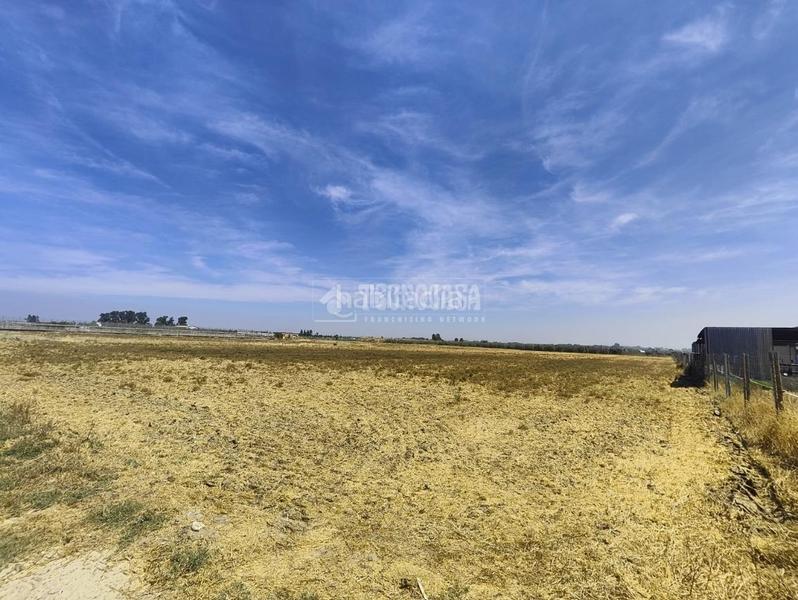 Foto 2eb2dd9e-41d5-40fe-ac30-dad1f7f6b88b. Finca rústica terrenos en venta en los palacios y villafranca en Palacios y Villafranca (Los)