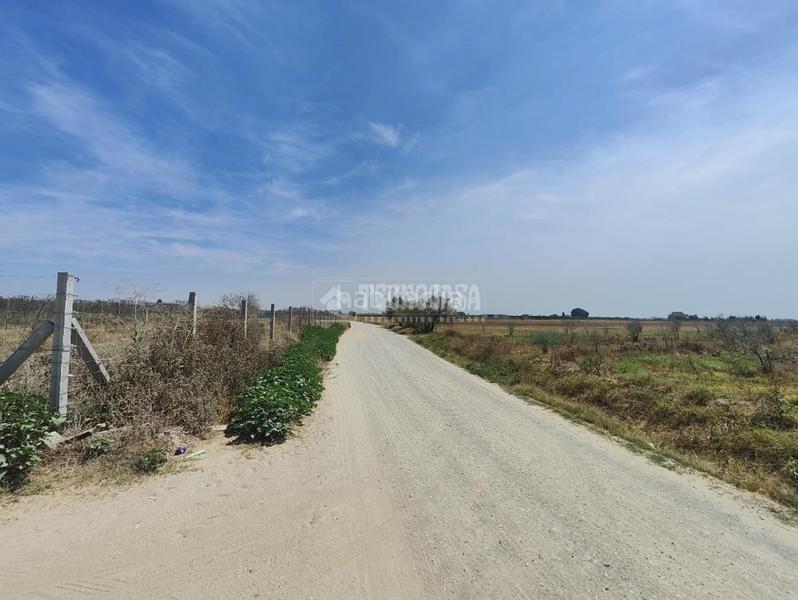 Foto dcdd543d-e56c-406c-8f25-87e028cbfb1c. Finca rústica terrenos en venta en los palacios y villafranca en Palacios y Villafranca (Los)