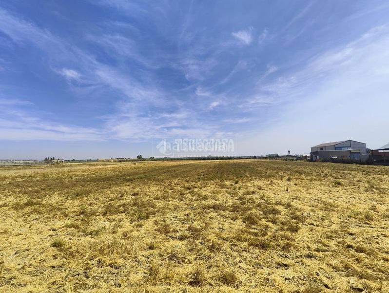 Foto e144fa6e-4934-45d9-b44f-02bc9bf07cd5. Finca rústica terrenos en venta en los palacios y villafranca en Palacios y Villafranca (Los)