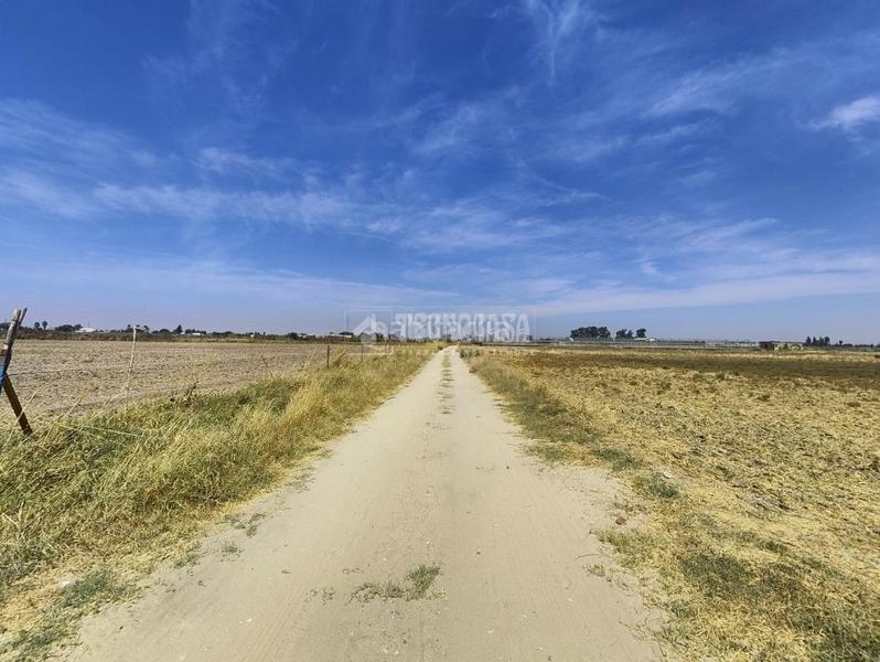 Foto e1e3537f-24a1-41e9-b5fd-2e67eecf158e. Finca rústica terrenos en venta en los palacios y villafranca en Palacios y Villafranca (Los)
