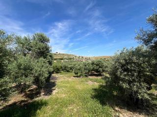 Finca rústica a Morón de la Frontera. Terrenos en venta en morón de la frontera