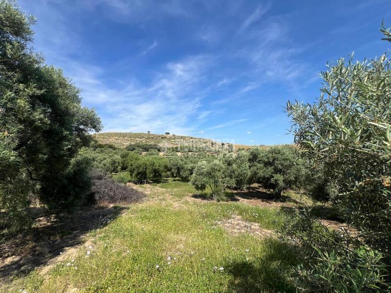 Foto aee3df54-0fba-4183-b949-9ef54b51f7d9. Finca rústica terrenos en venta en Morón de la Frontera