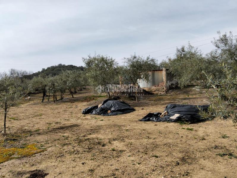 Foto a610637b-6eab-449f-800b-49b0a3481938. Masía casa rural en venta en Puerto Serrano