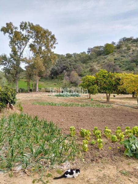 Foto e24a67dd-bc23-4485-9b56-29cf257b586b. Masía casa rural en venta en Puerto Serrano