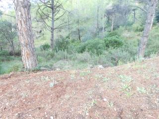 Terreny residencial a Castellnou-Can Mir-Can Solà. Terreno