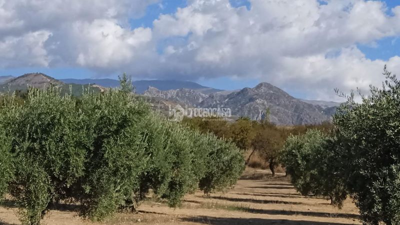 Foto 078a0909-7b28-4114-b8fb-67732dbc6e71. Finca rústica a Gójar