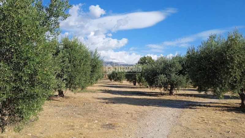 Foto 40f3a02a-fc21-442e-9dfe-f930f924f2a1. Finca rústica a Gójar