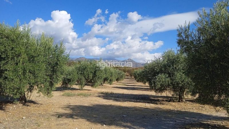 Foto 537316d3-ae95-4acc-9d52-df6371f1e111. Finca rústica a Gójar