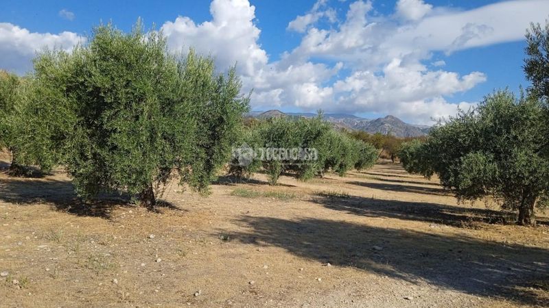 Foto b1f13efe-6c31-4a87-8bd7-5ff23beac82e. Finca rústica a Gójar