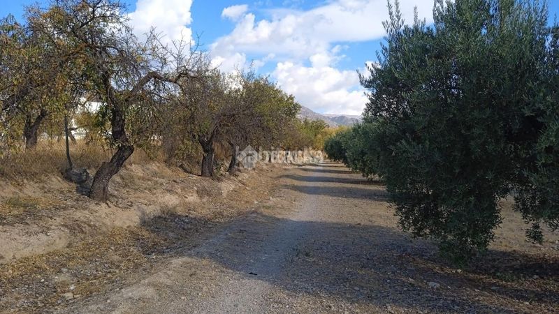 Foto df65d851-04e0-429a-8f43-b297514245a5. Finca rústica a Gójar