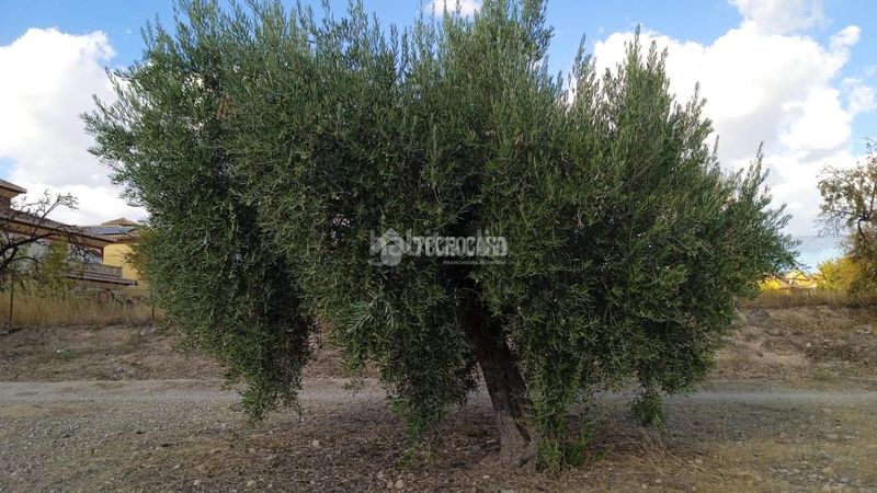 Foto e84568f9-7c61-45be-8edb-fb8671159544. Finca rústica a Gójar