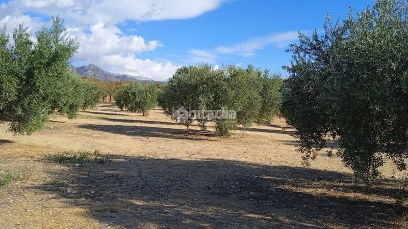 Foto f10cf858-9120-47c9-917a-1dacb049aa1c. Finca rústica a Gójar