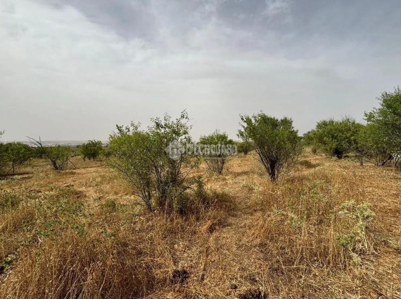 Foto 25477267-b889-4334-a462-f915f5b9655c. Finca rústica a Mejorada del Campo