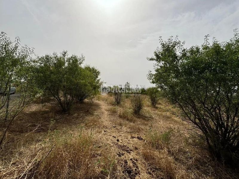 Foto 5d0a9c8a-528a-47e8-b00b-dacddd6eaf1e. Finca rústica a Mejorada del Campo