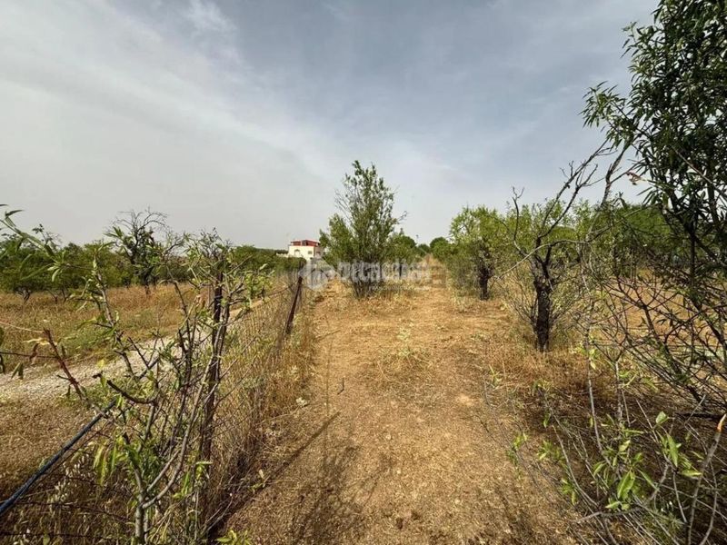 Foto 62805275-5375-448e-8a1c-ea254d4b4de2. Finca rústica a Mejorada del Campo