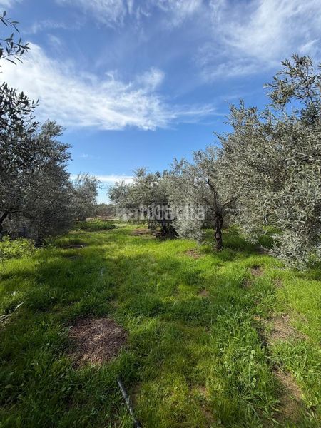 Foto eaf083dd-fd9b-4b6f-929b-4b0114fb090b. Masia amb calefacció a Torre Cruz - Los Molinos Utrera