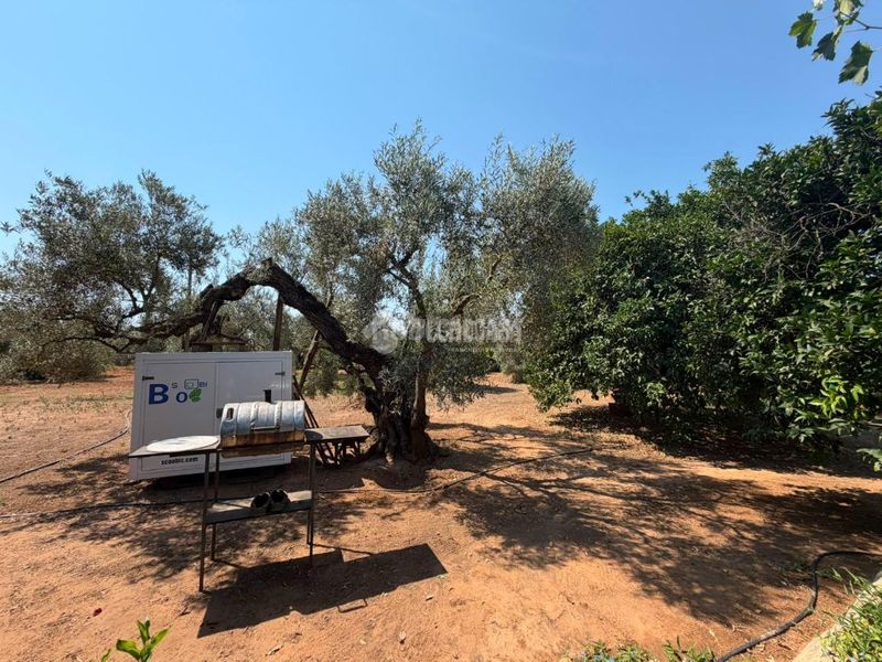 Foto 44853d0b-87d9-469a-ae10-4b1dacb58e0d. Finca rústica a Pedanías Norte Utrera