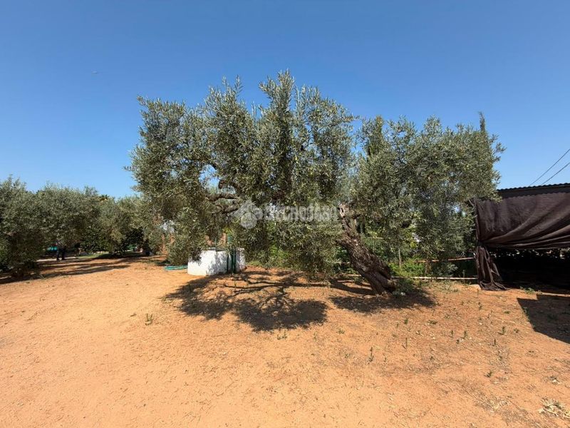 Foto 6d77f84b-3ff5-4705-9157-edb7e4d6b65a. Finca rústica a Pedanías Norte Utrera