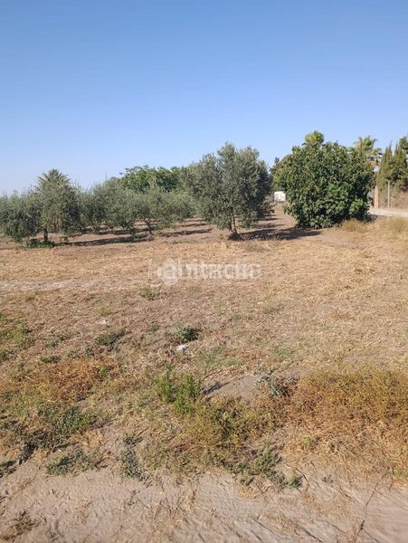 Foto 003b9ec2-45bc-4d9e-a3f2-c3c8ae8841f5. Finca rústica terrenos en venta en Pedanías Norte Utrera