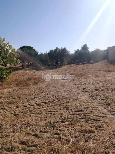 Foto 01faa074-56cc-46a4-8b89-3f5e3cbc9b18. Finca rústica terrenos en venta en Pedanías Norte Utrera