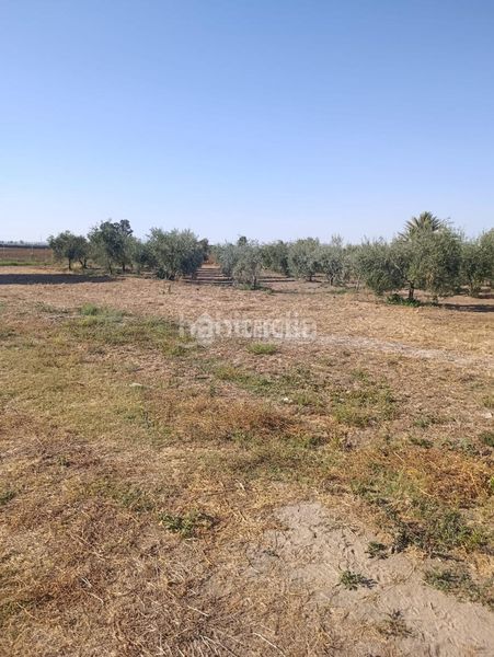 Foto 5c8d7ee9-4516-4dfc-b719-8dc59d8641c2. Finca rústica terrenos en venta en Pedanías Norte Utrera