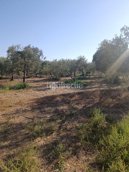 Foto 8b60c24a-154c-4ac9-a770-4344bafadf3c. Finca rústica terrenos en venta en Pedanías Norte Utrera