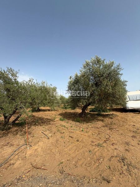 Foto 8efabd8b-94d7-48d8-aea7-d2a173c44dfd. Masia a Pedanías Norte Utrera