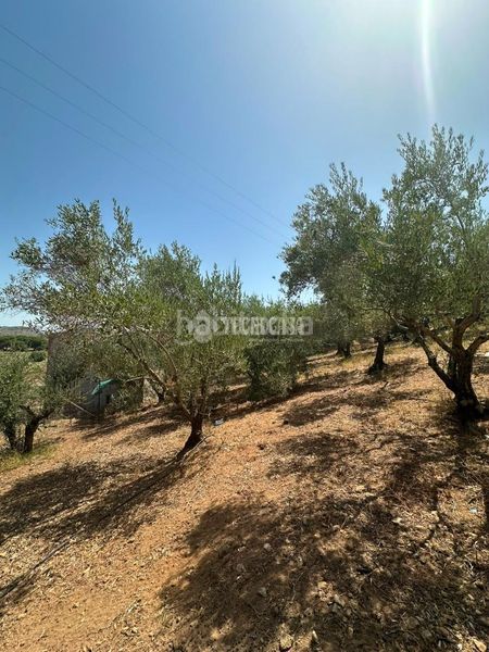 Foto 010d9e7d-3853-4499-90e1-a713e4993816. Masia a Arcos de la Frontera