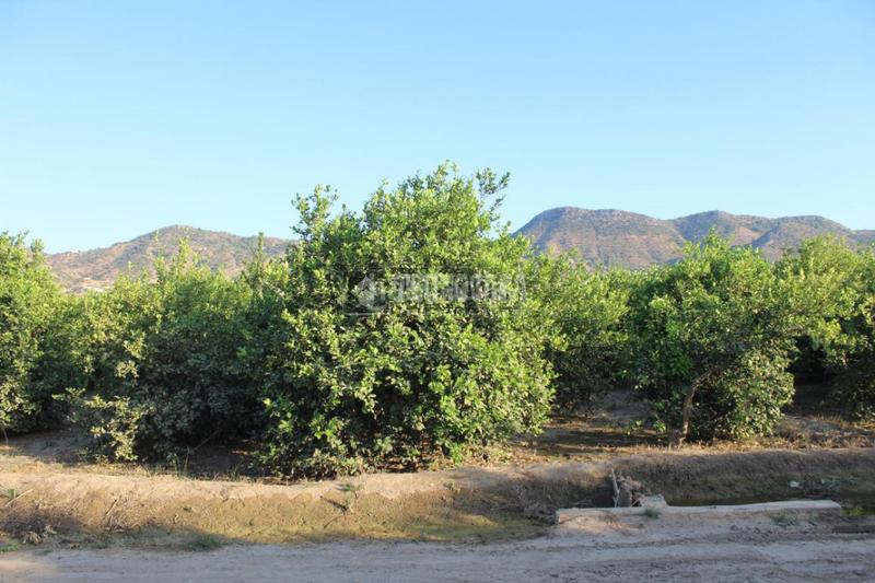 Foto 779bfbdd-214b-48d5-b14e-3a0629dc4b86. Landgut in Cártama