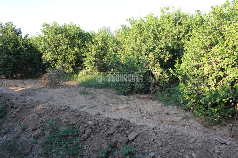 Foto 977f35f7-499e-48e3-bc7b-4906979f5fde. Landgut in Cártama