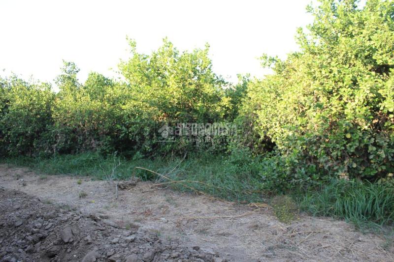 Foto 9995a99b-e9d9-4af9-be37-e5f7b41489f3. Landgut in Cártama