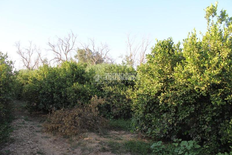 Foto b1f12af0-840c-4a7b-b2e5-319e64ed3f5c. Landgut in Cártama